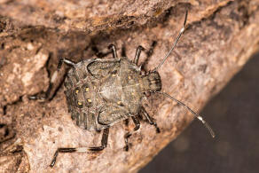 Halyomorpha halys / Marmorierte Baumwanze / Baumwanzen - Pentatomidae / Ordnung: Wanzen - Heteroptera