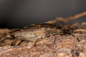 Halyomorpha halys / Marmorierte Baumwanze / Baumwanzen - Pentatomidae / Ordnung: Wanzen - Heteroptera