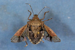 Halyomorpha halys / Marmorierte Baumwanze / Baumwanzen - Pentatomidae / Ordnung: Wanzen - Heteroptera