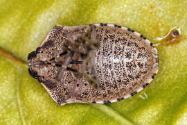 Holcostethus sphacelatus / Offener Lorch / Baumwanzen - Pentatomidae