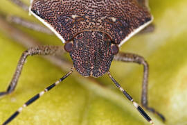 Holcostethus sphacelatus / Offener Lorch / Baumwanzen - Pentatomidae