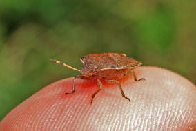 Peribalus strictus (syn. Holcostethus strictus) / Ohne deutschen Namen / Baumwanzen - Pentatomidae