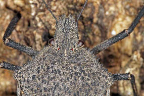 Mustha spinosula / Ohne deutschen Namen / Baumwanzen - Pentatomidae