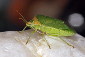 Nezara viridula f. torquata / Grne Reiswanze / Sdliche Stinkwanze / Baumwanzen / Pentatomidae / Pentatominae