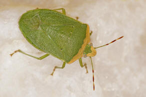 Nezara viridula f. torquata / Grne Reiswanze / Sdliche Stinkwanze / Baumwanzen / Pentatomidae / Pentatominae