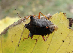 Pentatoma rufipes / Rotbeinige Baumwanze / Baumwanzen - Pentatomidae (Herbstfrbung)