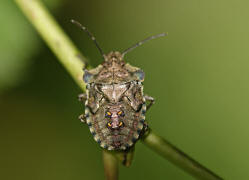 Pentatoma rufipes / Rotbeinige Baumwanze / Baumwanzen - Pentatomidae (letztes Larvenstadium)