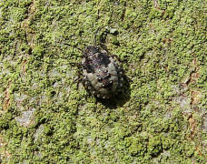 Pentatoma rufipes / Rotbeinige Baumwanze / Baumwanzen - Pentatomidae (2. Larvenstadium)