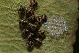 Pentatoma rufipes / Rotbeinige Baumwanze / Baumwanzen - Pentatomidae (Larven mit verlassenen Eihllen)