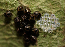 Pentatoma rufipes / Rotbeinige Baumwanze / Baumwanzen - Pentatomidae (Larven mit verlassenen Eihllen)