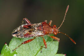 Rhopalus subrufus / Hellbraune Glasflgelwanze / Glasflgelwanzen - Rhopalidae