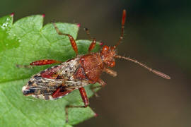 Rhopalus subrufus / Hellbraune Glasflgelwanze / Glasflgelwanzen - Rhopalidae