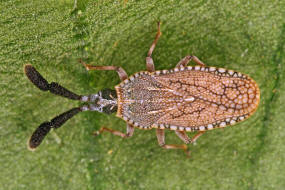 Copium clavicorne / Edel-Gamander Keulengitterwanze / Netz- bzw. Gitterwanzen - Tingidae