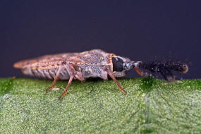 Copium clavicorne / Edel-Gamander Keulengitterwanze / Netz- bzw. Gitterwanzen - Tingidae