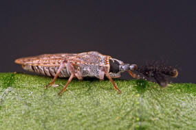 Copium clavicorne / Edel-Gamander Keulengitterwanze / Netz- bzw. Gitterwanzen - Tingidae