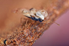 Corythucha ciliata / Platanen-Netzwanze / Netz- bzw. Gitterwanzen - Tingidae - Tinginae