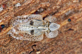 Corythucha ciliata / Platanen-Netzwanze / Netz- bzw. Gitterwanzen - Tingidae - Tinginae