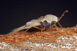 Corythucha ciliata / Platanen-Netzwanze / Netz- bzw. Gitterwanzen - Tingidae - Tinginae