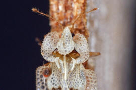 Corythucha ciliata / Platanen-Netzwanze / Netz- bzw. Gitterwanzen - Tingidae - Tinginae