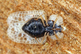 Corythucha ciliata / Platanen-Netzwanze / Netz- bzw. Gitterwanzen - Tingidae - Tinginae