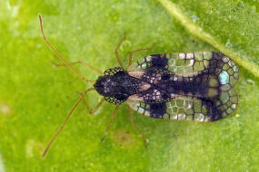 Stephanitis takeyai / Andromeda-Netzwanze / Netz- bzw. Gitterwanzen - Tingidae