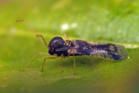 Stephanitis takeyai / Andromeda-Netzwanze / Netz- bzw. Gitterwanzen - Tingidae