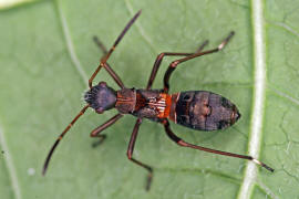 Alydus calcaratus (L4) / Rotrckiger Irrwisch / Krummfhlerwanzen - Alydidae