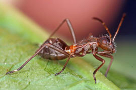 Alydus calcaratus (L4) / Rotrckiger Irrwisch / Krummfhlerwanzen - Alydidae