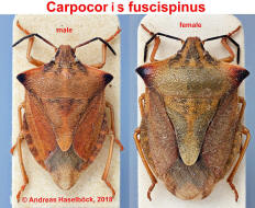 Carpocoris fuscispinus / Nrdliche Fruchtwanze / Baumwanzen - Pentatomidae