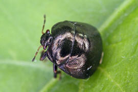 Coptosoma scutellatum / "Kugelwanze" / Kugelwanzen - Plataspididae