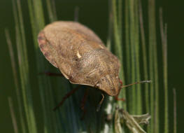 Eurygaster maura / Gemeine Getreidewanze / Schildwanzen - Scutelleridae