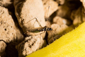 Gampsocoris punctipes / Hauhechel-Stelzenwanze / Stelzenwanzen - Berytidae