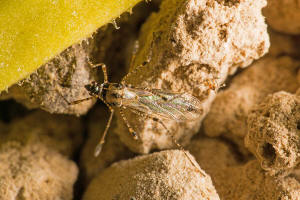 Gampsocoris punctipes / Hauhechel-Stelzenwanze / Stelzenwanzen - Berytidae