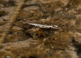 Gerris lacustris / Gemeiner Wasserlufer / Wasserlufer - Gerridae