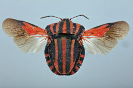 Graphosoma italicum / Streifenwanze / Baumwanzen - Pentatomidae