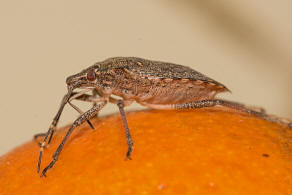 Halyomorpha halys / Marmorierte Baumwanze / Baumwanzen - Pentatomidae / Ordnung: Wanzen - Heteroptera