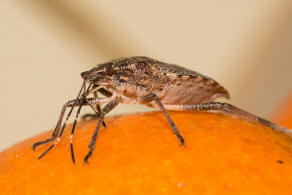 Halyomorpha halys / Marmorierte Baumwanze / Baumwanzen - Pentatomidae / Ordnung: Wanzen - Heteroptera