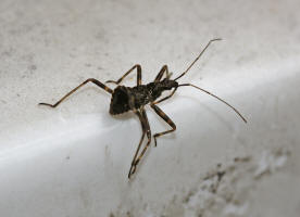 Himacerus apterus / Ohne deutschen Namen (Larve) / Sichelwanzen - Nabidae