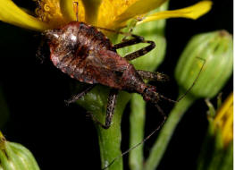 Himacerus apterus / Baumsichelwanze / Sichelwanzen - Nabidae