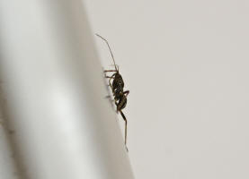 Himacerus apterus / Baumsichelwanze (Larve) / Sichelwanzen - Nabidae