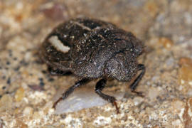 Odontoscelis fuliginosa / Groe Steppenwanze / Schildwanzen - Scutelleridae