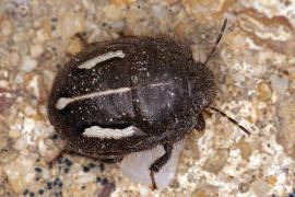 Odontoscelis fuliginosa / Groe Steppenwanze / Schildwanzen - Scutelleridae
