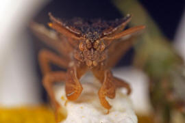 Phymata crassipes / Teufelchen / Gottesanbeterinnen-Wanze / Raubwanzen - Reduviidae (frher Gespensterwanzen - Phymatidae) / Ordnung: Schnabelkerfe - Hemiptera / Unterordnung: Wanzen - Heteroptera 