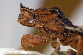 Phymata crassipes / Teufelchen / Gottesanbeterinnen-Wanze / Raubwanzen - Reduviidae (frher Gespensterwanzen - Phymatidae) / Ordnung: Schnabelkerfe - Hemiptera / Unterordnung: Wanzen - Heteroptera 