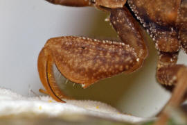 Phymata crassipes / Teufelchen / Gottesanbeterinnen-Wanze / Raubwanzen - Reduviidae (frher Gespensterwanzen - Phymatidae) / Ordnung: Schnabelkerfe - Hemiptera / Unterordnung: Wanzen - Heteroptera 