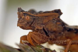 Phymata crassipes / Teufelchen / Gottesanbeterinnen-Wanze / Raubwanzen - Reduviidae (frher Gespensterwanzen - Phymatidae) / Ordnung: Schnabelkerfe - Hemiptera / Unterordnung: Wanzen - Heteroptera 