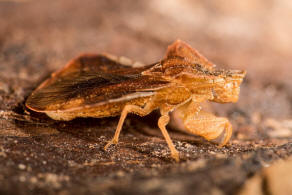 Phymata crassipes / Teufelchen / Gottesanbeterinnen-Wanze / Raubwanzen - Reduviidae (frher Gespensterwanzen - Phymatidae) / Ordnung: Schnabelkerfe - Hemiptera / Unterordnung: Wanzen - Heteroptera 