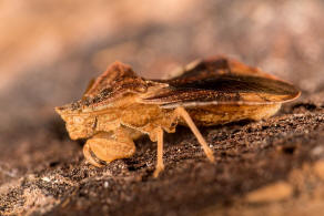 Phymata crassipes / Teufelchen / Gottesanbeterinnen-Wanze / Raubwanzen - Reduviidae (frher Gespensterwanzen - Phymatidae) / Ordnung: Schnabelkerfe - Hemiptera / Unterordnung: Wanzen - Heteroptera 