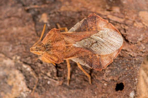 Phymata crassipes / Teufelchen / Gottesanbeterinnen-Wanze / Raubwanzen - Reduviidae (frher Gespensterwanzen - Phymatidae) / Ordnung: Schnabelkerfe - Hemiptera / Unterordnung: Wanzen - Heteroptera 