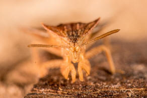 Phymata crassipes / Teufelchen / Gottesanbeterinnen-Wanze / Raubwanzen - Reduviidae (frher Gespensterwanzen - Phymatidae) / Ordnung: Schnabelkerfe - Hemiptera / Unterordnung: Wanzen - Heteroptera 